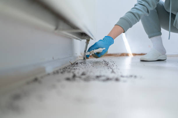 Best Termite Control Services  in East Quincy, CA